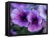 Purple petunias-Merrill Images-Framed Stretched Canvas