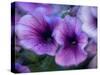 Purple petunias-Merrill Images-Stretched Canvas