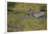 Purple phlox flowers and Burchell's Zebra, Ngorongoro Conservation Area, Tanzania, Africa-Adam Jones-Framed Photographic Print