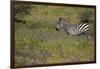 Purple phlox flowers and Burchell's Zebra, Ngorongoro Conservation Area, Tanzania, Africa-Adam Jones-Framed Photographic Print