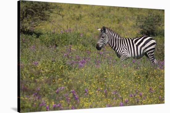 Purple phlox flowers and Burchell's Zebra, Ngorongoro Conservation Area, Tanzania, Africa-Adam Jones-Stretched Canvas