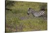 Purple phlox flowers and Burchell's Zebra, Ngorongoro Conservation Area, Tanzania, Africa-Adam Jones-Stretched Canvas