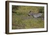 Purple phlox flowers and Burchell's Zebra, Ngorongoro Conservation Area, Tanzania, Africa-Adam Jones-Framed Photographic Print