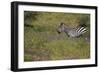 Purple phlox flowers and Burchell's Zebra, Ngorongoro Conservation Area, Tanzania, Africa-Adam Jones-Framed Photographic Print