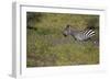 Purple phlox flowers and Burchell's Zebra, Ngorongoro Conservation Area, Tanzania, Africa-Adam Jones-Framed Photographic Print