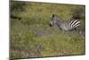 Purple phlox flowers and Burchell's Zebra, Ngorongoro Conservation Area, Tanzania, Africa-Adam Jones-Mounted Photographic Print