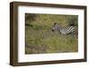 Purple phlox flowers and Burchell's Zebra, Ngorongoro Conservation Area, Tanzania, Africa-Adam Jones-Framed Photographic Print