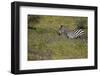 Purple phlox flowers and Burchell's Zebra, Ngorongoro Conservation Area, Tanzania, Africa-Adam Jones-Framed Photographic Print