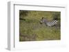 Purple phlox flowers and Burchell's Zebra, Ngorongoro Conservation Area, Tanzania, Africa-Adam Jones-Framed Photographic Print