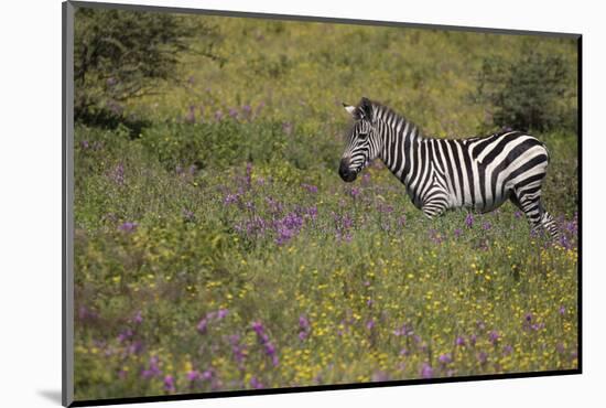 Purple phlox flowers and Burchell's Zebra, Ngorongoro Conservation Area, Tanzania, Africa-Adam Jones-Mounted Photographic Print