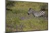 Purple phlox flowers and Burchell's Zebra, Ngorongoro Conservation Area, Tanzania, Africa-Adam Jones-Mounted Photographic Print