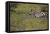 Purple phlox flowers and Burchell's Zebra, Ngorongoro Conservation Area, Tanzania, Africa-Adam Jones-Framed Stretched Canvas