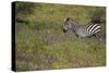 Purple phlox flowers and Burchell's Zebra, Ngorongoro Conservation Area, Tanzania, Africa-Adam Jones-Stretched Canvas