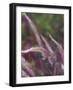 Purple Plumes I-Sonja Quintero-Framed Photographic Print