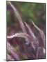 Purple Plumes I-Sonja Quintero-Mounted Photographic Print