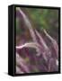 Purple Plumes I-Sonja Quintero-Framed Stretched Canvas