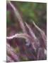 Purple Plumes I-Sonja Quintero-Mounted Photographic Print