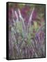 Purple Plumes II-Sonja Quintero-Framed Stretched Canvas