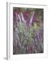 Purple Plumes II-Sonja Quintero-Framed Photographic Print