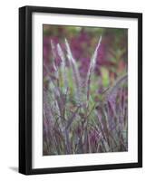 Purple Plumes II-Sonja Quintero-Framed Photographic Print