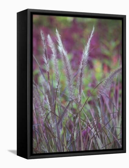 Purple Plumes II-Sonja Quintero-Framed Stretched Canvas