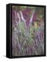 Purple Plumes II-Sonja Quintero-Framed Stretched Canvas