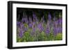 Purple Pollen-Brenda Petrella Photography LLC-Framed Giclee Print