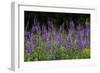 Purple Pollen-Brenda Petrella Photography LLC-Framed Giclee Print