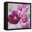 Purple Poppies I-li bo-Framed Stretched Canvas