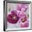 Purple Poppies I-li bo-Framed Giclee Print