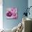 Purple Poppies I-li bo-Mounted Giclee Print displayed on a wall