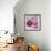 Purple Poppies I-li bo-Framed Giclee Print displayed on a wall