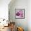 Purple Poppies I-li bo-Framed Giclee Print displayed on a wall