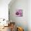 Purple Poppies I-li bo-Mounted Giclee Print displayed on a wall