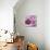 Purple Poppies I-li bo-Premium Giclee Print displayed on a wall