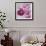 Purple Poppies I-li bo-Framed Giclee Print displayed on a wall