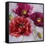 Purple Poppies II-li bo-Framed Stretched Canvas