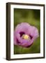Purple Poppy I-Karyn Millet-Framed Photographic Print