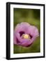 Purple Poppy I-Karyn Millet-Framed Photographic Print