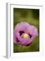 Purple Poppy I-Karyn Millet-Framed Photographic Print