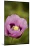 Purple Poppy I-Karyn Millet-Mounted Photographic Print