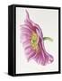 Purple Poppy-Janneke Brinkman-Salentijn-Framed Stretched Canvas