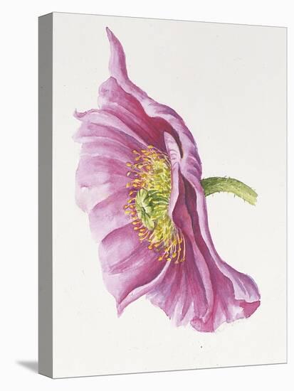 Purple Poppy-Janneke Brinkman-Salentijn-Stretched Canvas