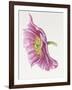 Purple Poppy-Janneke Brinkman-Salentijn-Framed Giclee Print