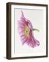 Purple Poppy-Janneke Brinkman-Salentijn-Framed Giclee Print