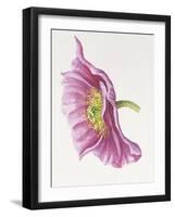 Purple Poppy-Janneke Brinkman-Salentijn-Framed Giclee Print