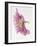 Purple Poppy-Janneke Brinkman-Salentijn-Framed Giclee Print