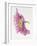 Purple Poppy-Janneke Brinkman-Salentijn-Framed Giclee Print