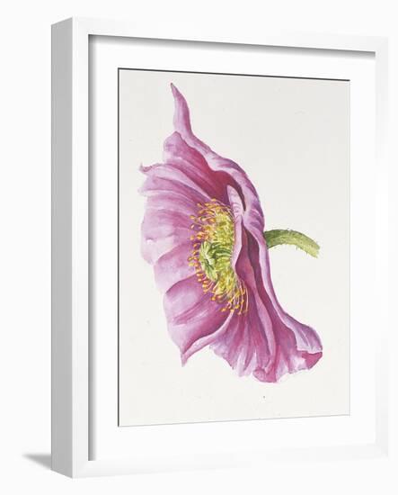 Purple Poppy-Janneke Brinkman-Salentijn-Framed Giclee Print