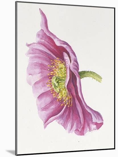 Purple Poppy-Janneke Brinkman-Salentijn-Mounted Giclee Print